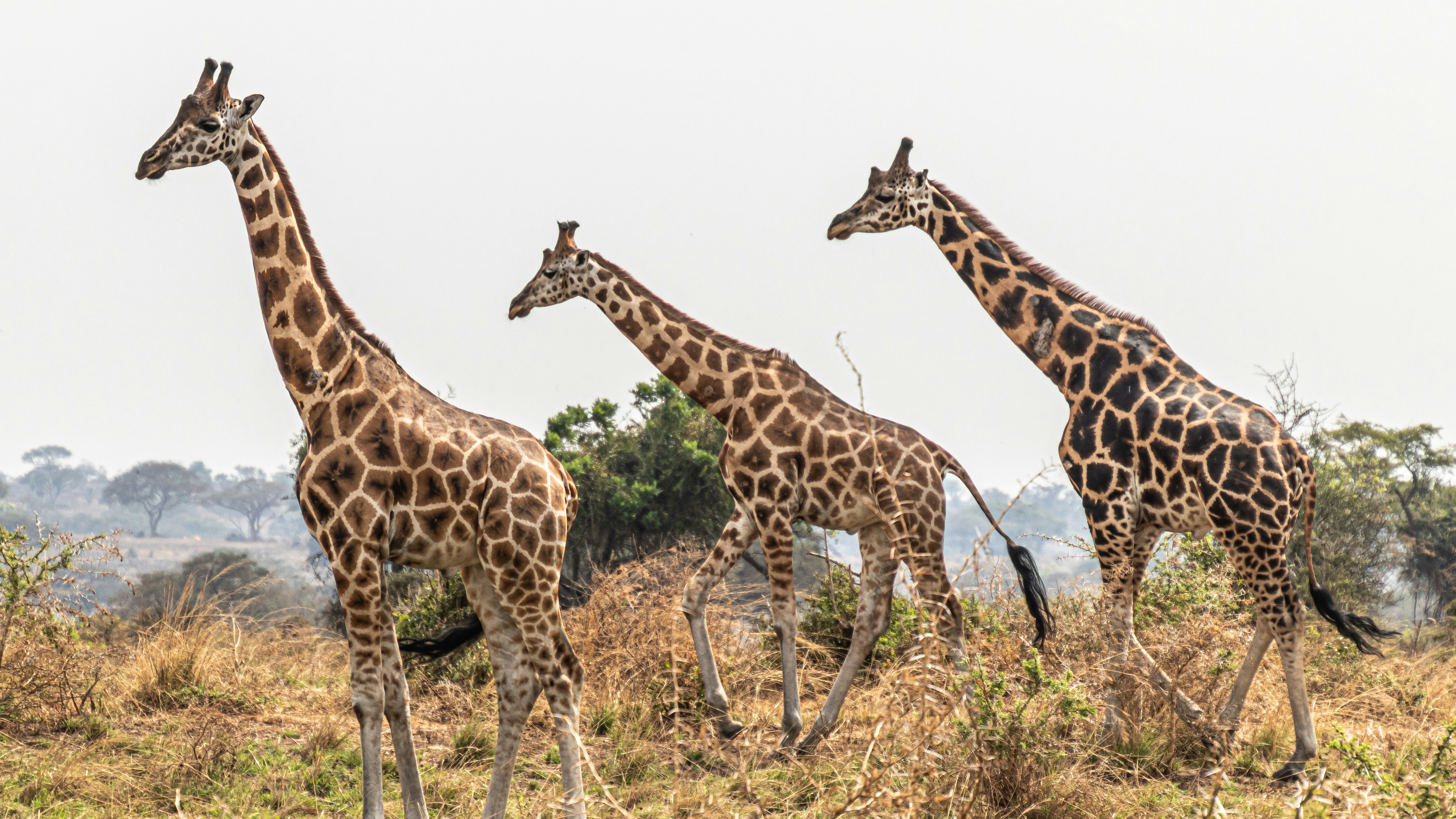 brown and black giraffe standing on green grass field during daytime